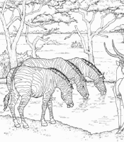 A coloring page of nature in africa